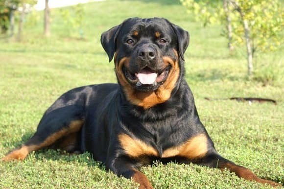 The German Rottweiler and American Rottweiler explored