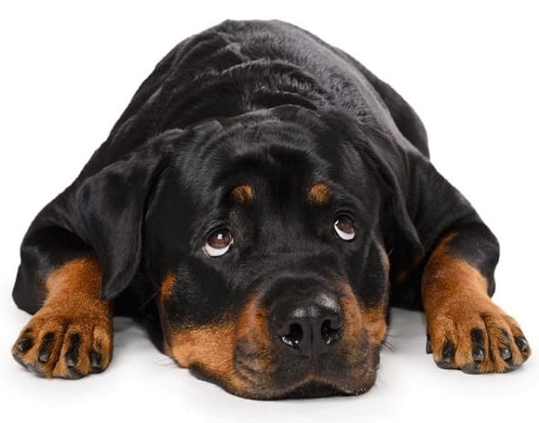 Importance Of A Healthy Rottweiler Diet | RottweilerHQ.com